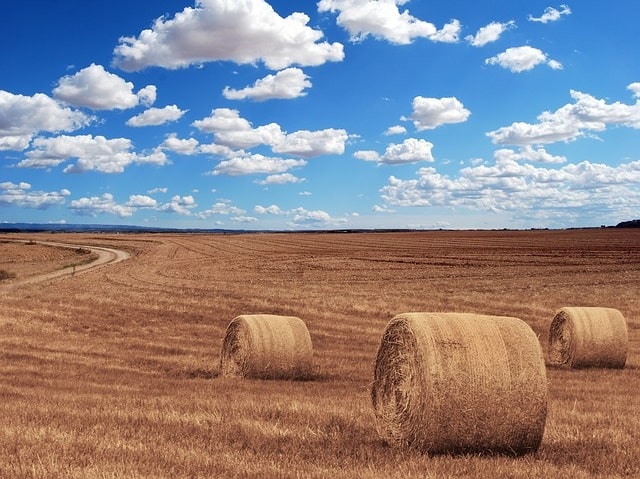 Aranykalászos gazda